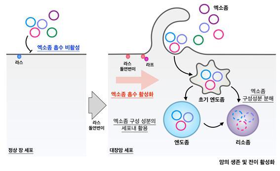 순천향대 연구진, 대장암 세포 활성화 '엑소좀 흡수기전' 규명