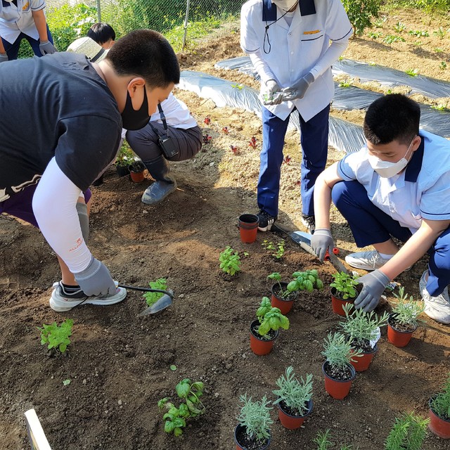 [안동=뉴시스] 지난해 텃밭활동 전국 최우수 학교로 선정된 구미중학교의 텃밭에서 학생들이 작물을 가꾸고 있다. (사진=경북교육청 제공) 2021.07.29 *재판매 및 DB 금지