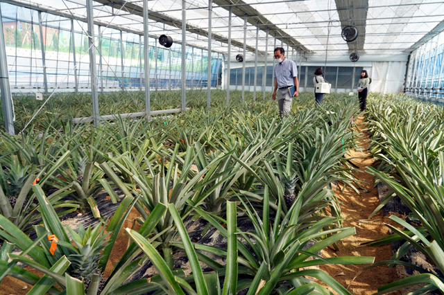 [해남=뉴시스] 파인애플 실증재배하는 해남농업기술센터 내 ICT첨단하우스. *재판매 및 DB 금지