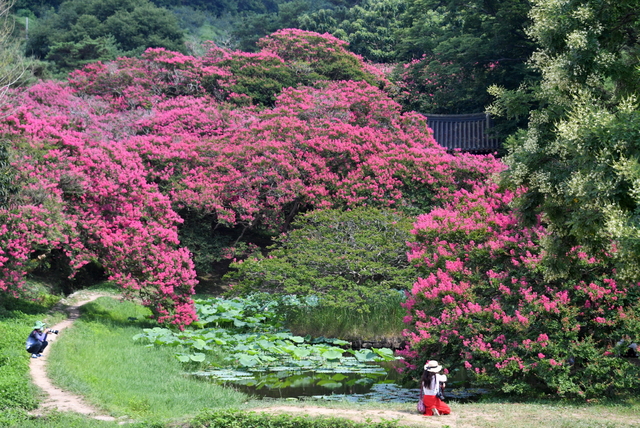 [담양=뉴시스] 전남 담양의 명승 제58호 명옥헌원림. (사진=담양군 제공) photo@newsis.com *재판매 및 DB 금지