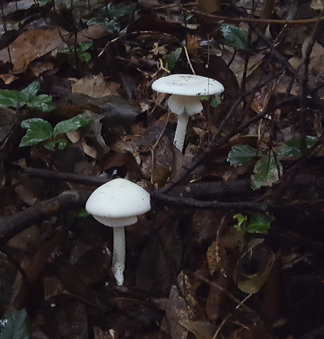 [홍성=뉴시스] 독버섯의 일종인 '독우산광대버섯' 모습 (사진=충남도농업기술원 제공) *재판매 및 DB 금지