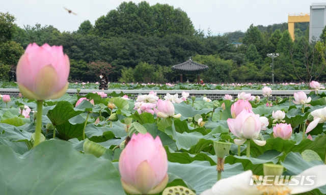 [전주=뉴시스] 김얼 기자 = 완연한 여름 날씨가 이어지고 있는 3일 전북 전주시 전주덕진공원을 찾은 시민들이 만개한 연꽃을 보며 산책을 하고 있다. 2021.08.03. pmkeul@newsis.com