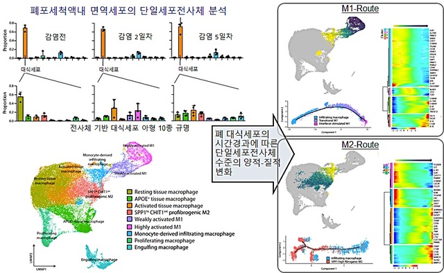 [대전=뉴시스] 코로나19 바이러스의 페럿 감염모델을 이용한 공동연구팀의 연구 모식도. 감염 2일차에 대식세포의 비율이 급증하며 강력한 염증반응을 유발하는게 확인됐고 5일차에 접어들며 바이러스는 감소하지만 폐내 대식세포의 변화는 지속돼 조직손상이 유발된다. *재판매 및 DB 금지