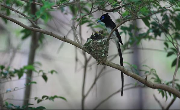 [서울=뉴시스] 한려해상국립공원 경남 금산 일대에서 지난 6월 포착된 긴꼬리딱새 수컷 양육 사진. (사진=국립공원공단 제공). 2021.08.05. photo@newsis.com *재판매 및 DB 금지