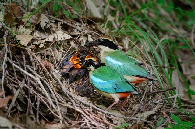 [서울=뉴시스] 한려해상국립공원 경남 금산 일대에서 지난 6월 포착된 팔색조 수컷과 암컷. 둥지 내 새끼들에게 먹이를 주고 있다. (사진=국립공원공단 제공). 2021.08.05. photo@newsis.com *재판매 및 DB 금지