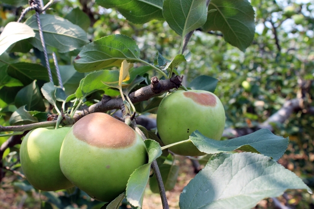 [진주=뉴시스] 진주시, 과수 데임 현상(사진=뉴시스 DB).photoQnewsis.com *재판매 및 DB 금지