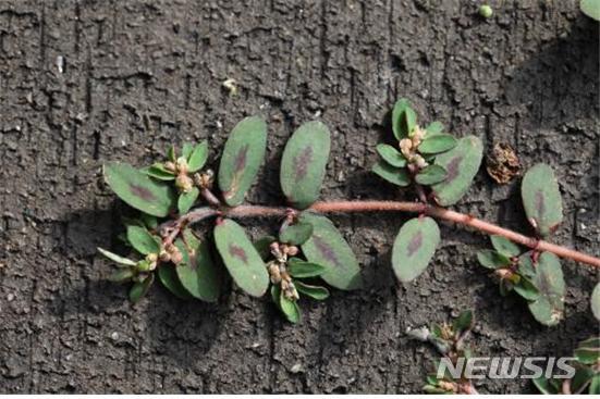 [서울=뉴시스]국립생물자원관은 최근 애기땅빈대 추출물이 피부 보호에 효과가 있다는 사실을 확인했다. (사진=국립생물자원관) 2021.08.12. photo@newsis.com 