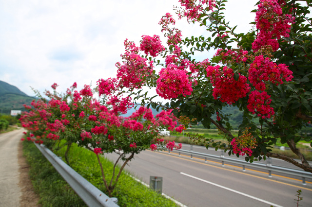 [산청=뉴시스] 산청군 3번 국도 도로변 배롱나무. *재판매 및 DB 금지