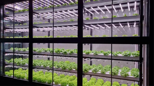  [부산=뉴시스] 허상천 기자 = 부산 농업기술센터는 동해남부선 거제해맞이 역 유휴공간에 첨단농업기술을 적용한 수직농장인 ‘레일팜’을 조성했다고 16일 밝혔다. 2021.08.16. (사진 = 부산농업기술센터 제공) photo@newsis.com *재판매 및 DB 금지