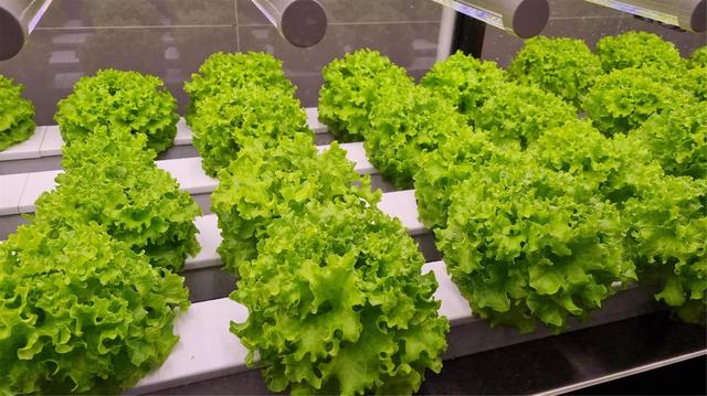 [부산=뉴시스] 부산옹업기술센터가 사물인터넷 등 적용한 수직농장 ‘레일팜’에서 자라고 있는 상추. 2021.08.16. (사진 = 부산농업기술센터 제공) photo@newsis.com&nbsp; *재판매 및 DB 금지