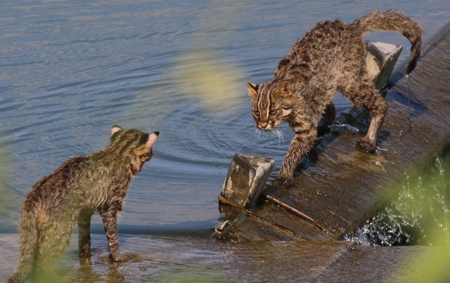 [논산=뉴시스] 2021년 8월 논산 노성천에서 발견된 ‘삵' (사진= 김권중 씨 제공) *재판매 및 DB 금지
