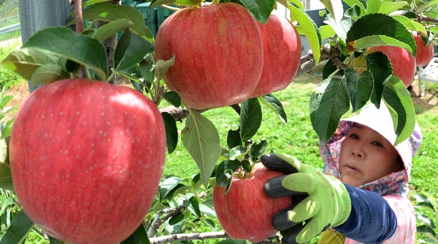[서울=뉴시스] 17일 경남 거창군 고제면 봉산리 느티나무 사과 과수원에서 가을 첫 사과 홍로를 수확 하고 있다. (사진=거창군 제공) 2021.08.17. photo@newsis.com *재판매 및 DB 금지