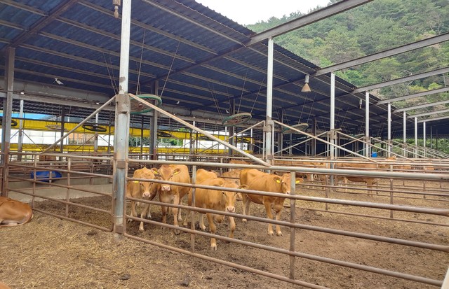 한우 축사 *재판매 및 DB 금지