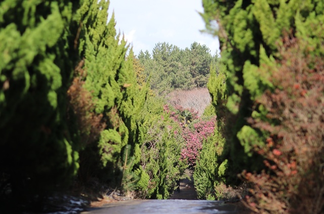 서귀포시 남원읍 신흥리 동백길 *재판매 및 DB 금지