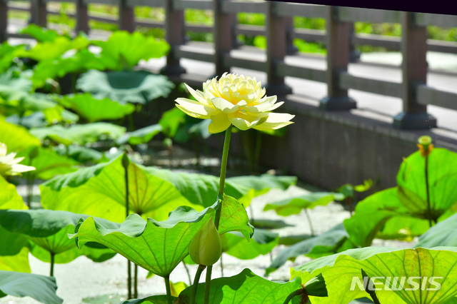 [장성=뉴시스] 장성 황룡강 삼색 연꽃정원에 만개한 노란 연꽃이 자태를 뽐내고 있다. (사진=장성군 제공) 2021.08.20 photo@newsis.com