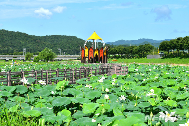 [장성=뉴시스] 장성 황룡강 삼색 연꽃정원. (사진=장성군 제공) 2021.08.20 photo@newsis.com