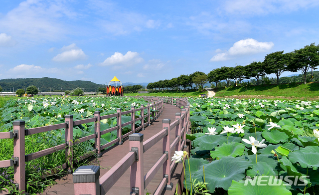 [장성=뉴시스] 장성 황룡강 삼색 연꽃정원. (사진=장성군 제공) 2021.08.20 photo@newsis.com