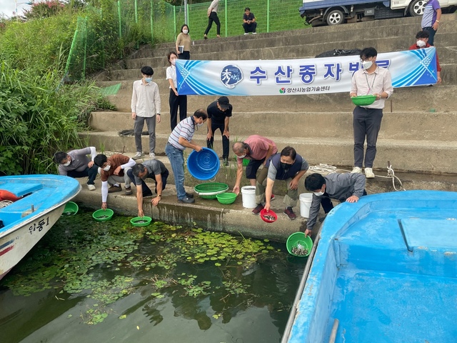 양산시, 수산종자 잉어·붕어 치어 34만마리 방류 *재판매 및 DB 금지