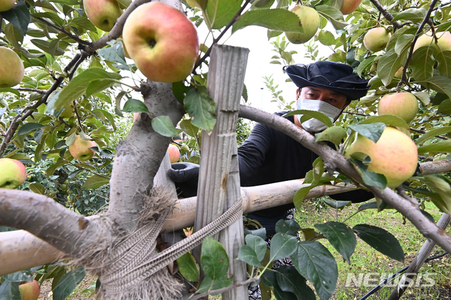 [수원=뉴시스] 김종택기자 = 사진은 2021년 8월 23일 경기도 수원시 권선구 호매실동 과수공원에서 관계자들이 사과나무에 세워진 지주대 결박상태를 점검하고 있는 모습. 2021.08.23. jtk@newsis.com