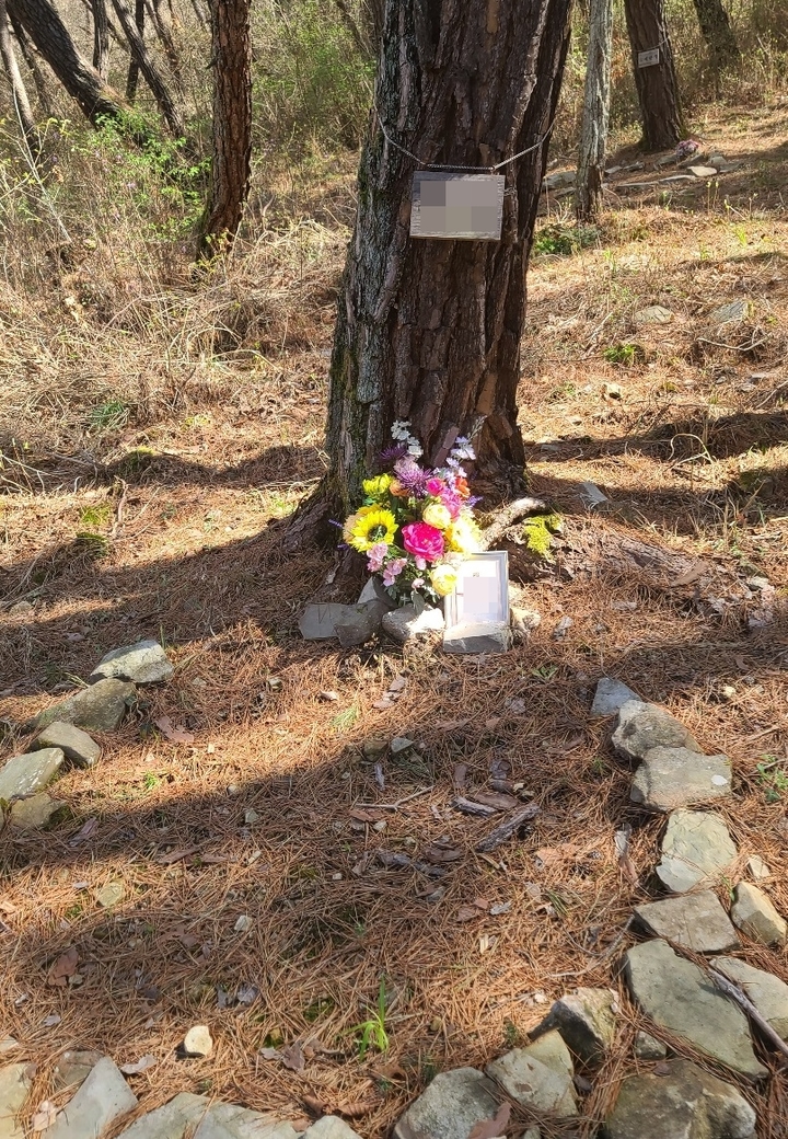 [의성=뉴시스] 김진호 기자 = 의성 고운사에 불법으로 조성된 수목장에 고인의 이름이 쓰인 표지판이 걸려 있다. 2021.08.31  kjh9326@newsis.com *재판매 및 DB 금지