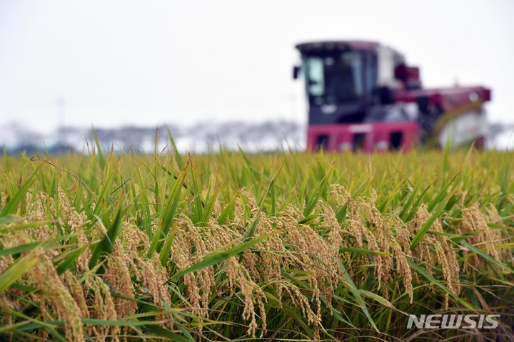 [부산=뉴시스] 하경민 기자 = 부산지역 올해 첫 벼 수확. 2020.08.31. yulnetphoto@newsis.com