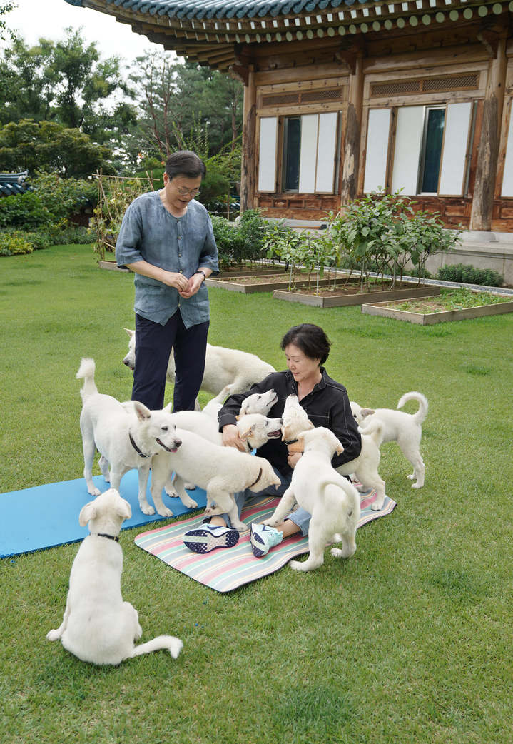[서울=뉴시스]문재인 대통령은 1일 사회관계망서비스(SNS)에 "석달 전 '마루'와 '곰이' 사이에서 태어난 풍산개 새끼 7마리가 모두 튼튼하게 자랐다"며 "많은 분들이 보내주신 의견에 따라 이름을 '아름', '다운', '강산', '봄', '여름', '가을', '겨울'로 지었다"고 전했다. 2021.09.01. (사진=문재인 대통령 페이스북 캡처) photo@newsis.com *재판매 및 DB 금지
