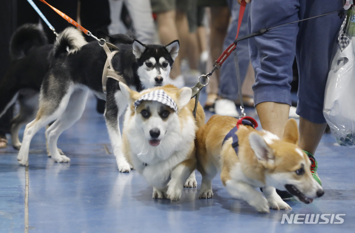 [서울=뉴시스] 고승민 기자 = 5일 서울 SETEC에서 열린 2021 서울펫쇼에서 반려견들이 행사장을 거닐고 있다. <사진은 기사와 직접적 관련 없음.>2021.09.05. kkssmm99@newsis.com