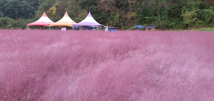 포천 허브아일랜드 핑크뮬리(사진 = 허브아일랜드 제공) *재판매 및 DB 금지