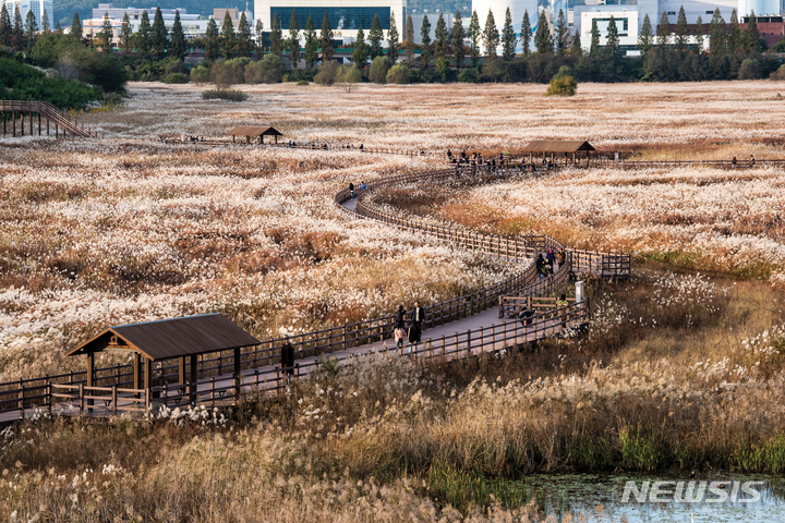 [대구=뉴시스] 이지연 기자 = 갈대가 펼쳐진 대구 달성습지 모습. (사진=대구시 제공) 2021.09.07. photo@newsis.com