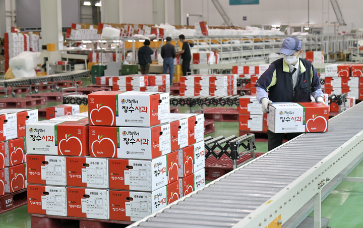 [서울=뉴시스] 전진환 기자 = 추석연휴를 앞둔 7일 전북 장수군 농산물유통센터에서 직원들이 선물용 사과 포장 및 출하 작업을 하고 있다. (사진=장수군 제공) 2021.09.07. photo@newsis.com *재판매 및 DB 금지