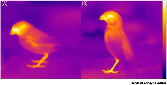 [서울=뉴시스]중간땅핀치(왼쪽)와 작은땅핀치의 체온을 보여주는 열사진. (사진: TREE) 2021.9.7. *재판매 및 DB 금지