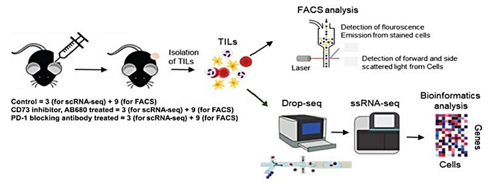 [대전=뉴시스] 화학연구원이 울산과학기술원과 공동연구를 통해 엑토-5-뉴클레오 티다제 억제제의 항암면역치료제 작용기전 및 대장암 적용 가능성을 규명했다. 그림은 시험과정 및 결과. *재판매 및 DB 금지