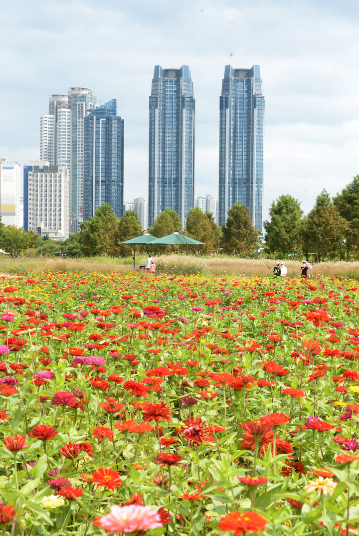 [울산=뉴시스] 배병수 기자 = 8일 오후 울산 중구 태화강국가정원에 백일홍이 활짝펴 시민들의 눈길을 사로잡고 있다. 2021.09.08. bbs@newsis.com
