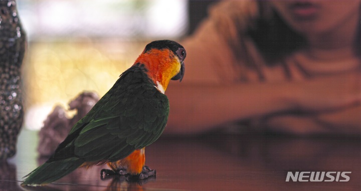 [서울=뉴시스] 나무를 상상하는 방법', 권혜원 작, 2021년, 오디오 비디오 설치 (사진=문화재청 제공) 2021.09.09. photo@newsis.com