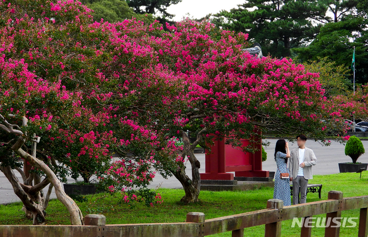 [제주=뉴시스] 우장호 기자 = 비교적 맑은 날씨를 보인 지난 9일 오후 제주시 애월읍 항파두리 항몽유적지를 찾은 관람객들이 활짝 핀 배롱나무꽃 아래로 걸으며 성큼 다가온 가을 분위기를 만끽하고 있다. 2021.09.09. woo1223@newsis.com