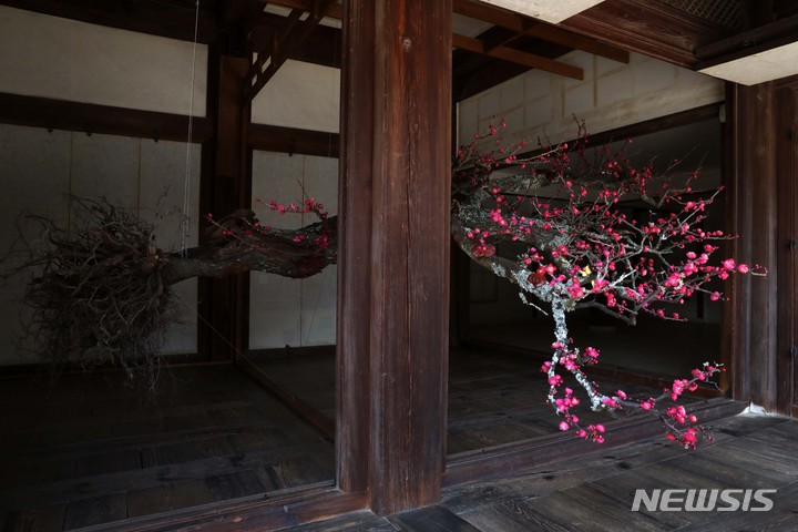[서울=뉴시스] 박진희 기자 = 황수로 작가가 석어당에 설치한 '홍도화'. 