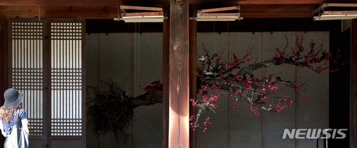 [서울=뉴시스] 박진희 기자 = 국립현대미술관과 문화재청 궁능유적본부 덕수궁관리소가 9일 서울 중구 덕수궁 경내에서 '덕수궁 프로젝트 2021: 상상의 정원' 언론공개회를 하고 있다. 덕수궁 프로젝트 참여 작가들은 정원의 역사, 사상, 실천을 다시 생각하고 재해석하면서 다양한 관점을 지닌 열린 정원을 재해석 했다. 사진은 황수로 작가가 석어당에 설치한 '홍도화'. 2021.09.09. pak7130@newsis.com