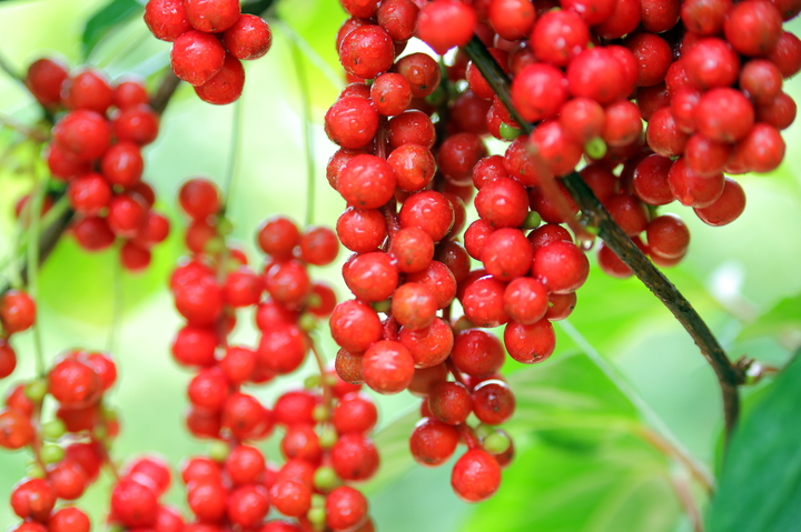 인제 오미자 *재판매 및 DB 금지