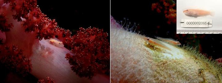 [서울=뉴시스] 제주도 서귀포 인근 바다 수심 30~100m 부근에서 발견된 연산호유리망둑(가칭). (사진=국립생물자원관 제공). 2021.09.14. photo@newsis.com *재판매 및 DB 금지