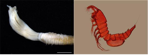 [서울=뉴시스] 제주 서귀포 인근 바다 수심 30~100m 부근에서 발견된 신종 갯지렁이류(좌)와 요각류(우). (사진=국립생물자원관 제공). 2021.09.14. photo@newsis.com *재판매 및 DB 금지