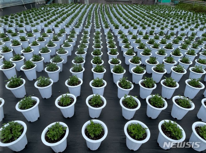 [용인=뉴시스]용인시의 한 화훼농가에서 마이엘프를 시범 재배하고 있다. 사진은 마이엘프 모종