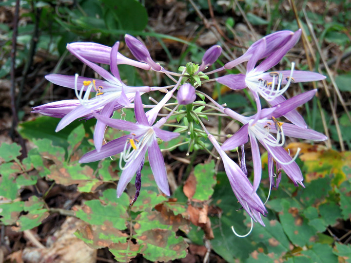 [목포=뉴시스] 흑산도비비추. *재판매 및 DB 금지