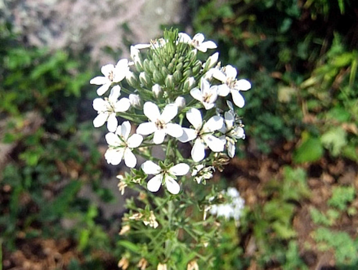 [목포=뉴시스] 홍도까치수염. *재판매 및 DB 금지