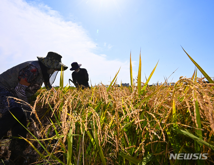 [수원=뉴시스] 김종택기자 = 청명한 날씨를 보인 지난 14일 오후 경기도 수원시 농촌진흥청 국립식량과학원 작물연구동에서 관계자들이 누렇게 익은 벼를 수확하고 있다. 2021.09.14.jtk@newsis.com