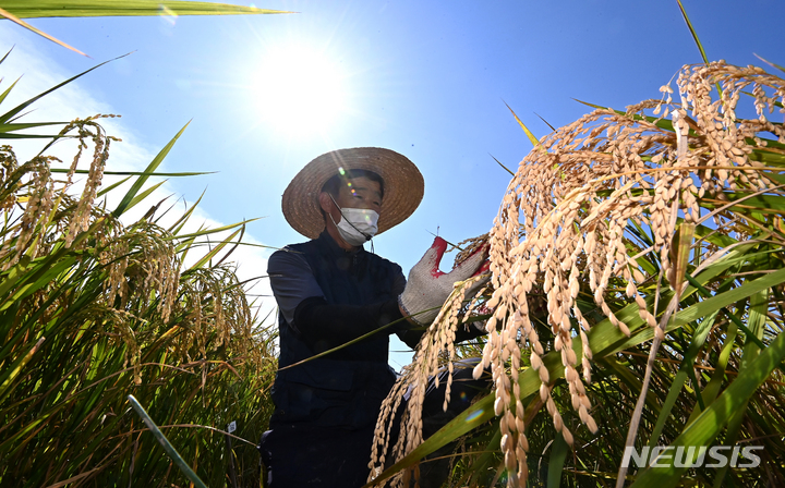 [수원=뉴시스] 김종택기자 = 벼 수확 모습. 2021.09.14. jtk@newsis.com