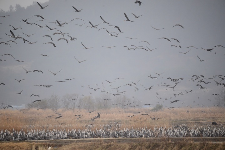 [순천=뉴시스] 순천만 흑두루미와 철새. *재판매 및 DB 금지