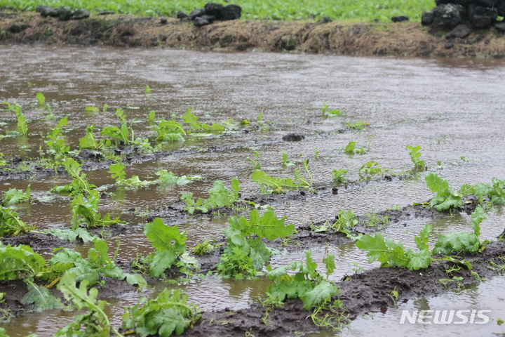  [서귀포=뉴시스] 서귀포시 성읍면의 한 밭에 파종된 월동무가 빗물에 잠겨 있다. (사진=뉴시스 DB). photo@newsis.com 