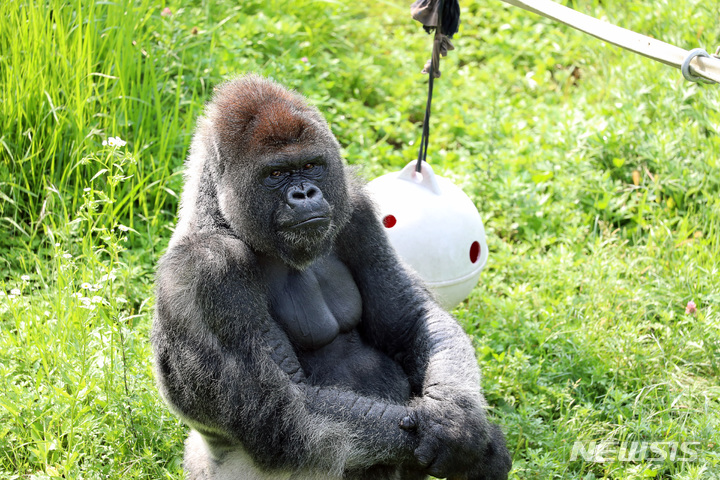 [서울=뉴시스]서울대공원은 오는 24일 '세계 고릴라의 날'을 맞아 국내에서 유일하게 보유하고 있는 서부로랜드고릴라 영상을 유튜브로 공개한다. 사진은 서부로랜드고릴라 '우지지'의 모습. 2021.09.23 (사진 = 서울대공원 제공) photo@newsis.com