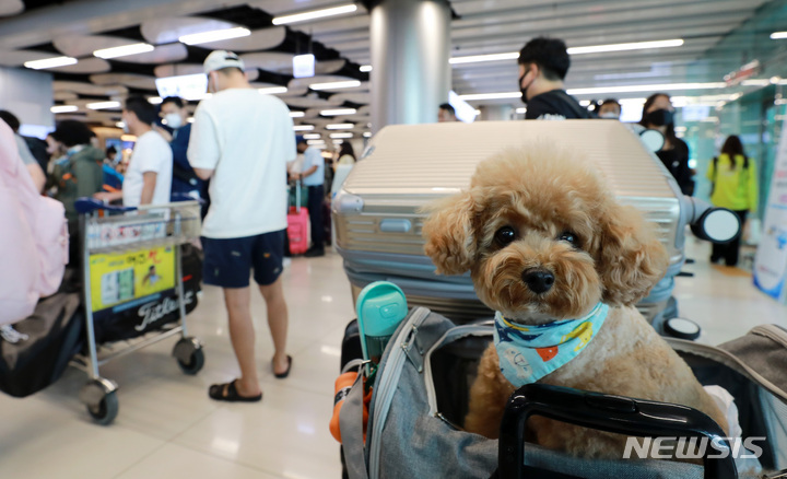 [서울=뉴시스] 이영환 기자 = 김포공항 국내선 수속장에서 한 반려견이 주인과 함께 대기하고 있다. 2021.09.17. 20hwan@newsis.com