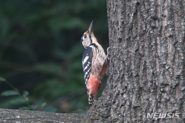 [수원=뉴시스]경기 수원수목원 조성 현장에서 관찰된 큰오색딱따구리.(수원시 제공)